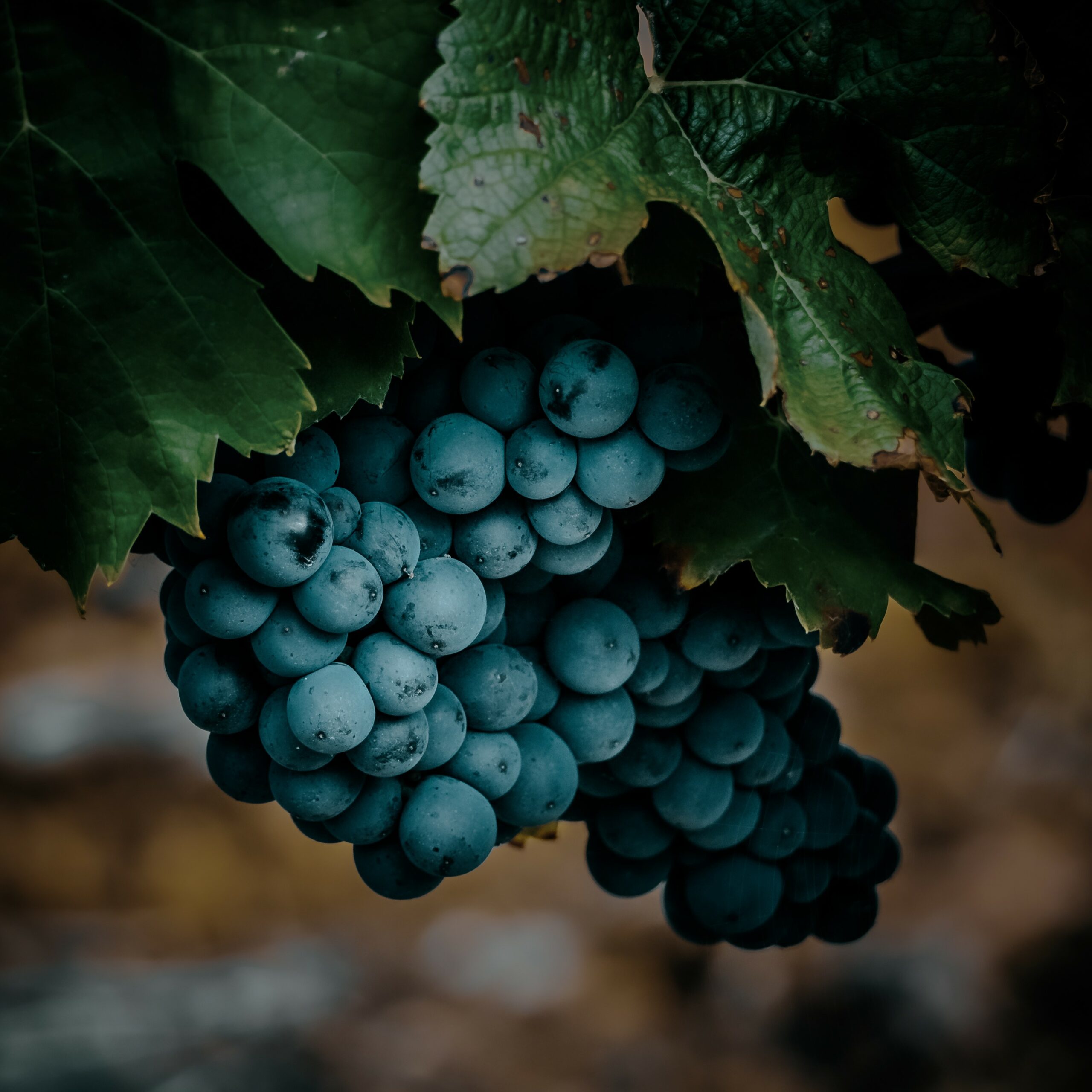 Pinot Noir – Burgundia väärikas punane viinamari 